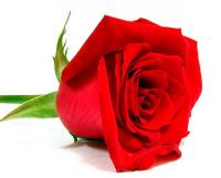 amar